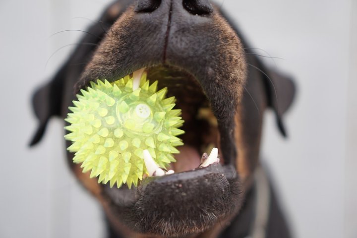 Dogoterapia